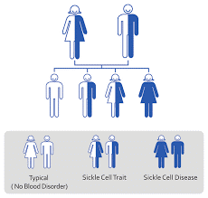sickle cell inheritance second chart
